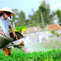 Experience Tra Que Vegetable Village