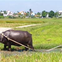 Farming and Fishing Life Experience (Small Group Bicycle Tour)