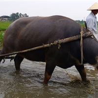 Farming and Fishing Life Experience (Small Group Bicycle Tour)